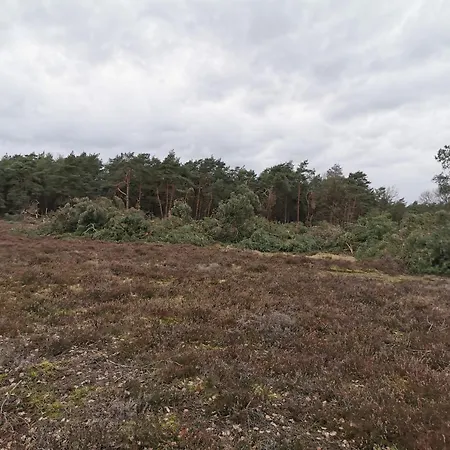 Vakantiehuis Tiny House In Bos Bij Veluwezoom Rust En Comfort Hattemerbroek