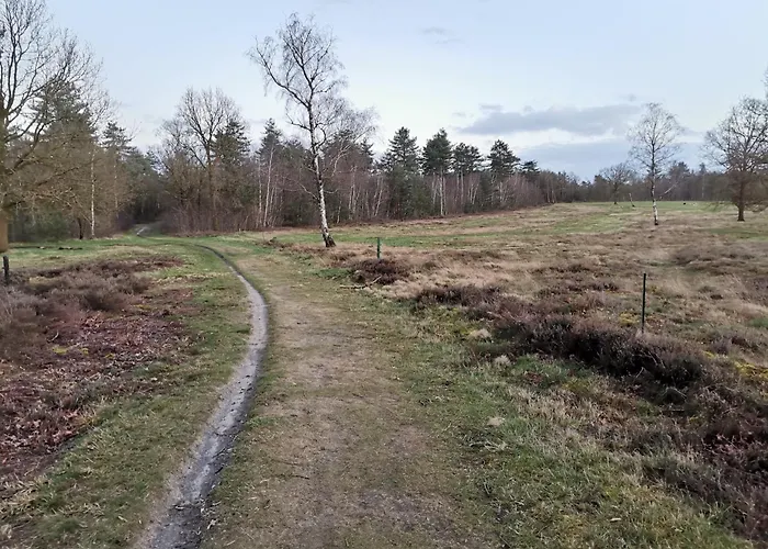 Tiny House In Bos Bij Veluwezoom Rust En Comfort * Hattemerbroek